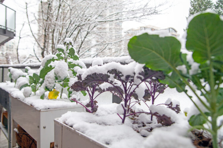 Winter Container Vegetable Gardening